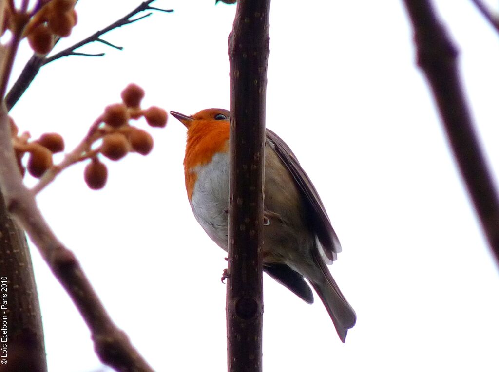 European Robin