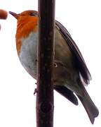 European Robin