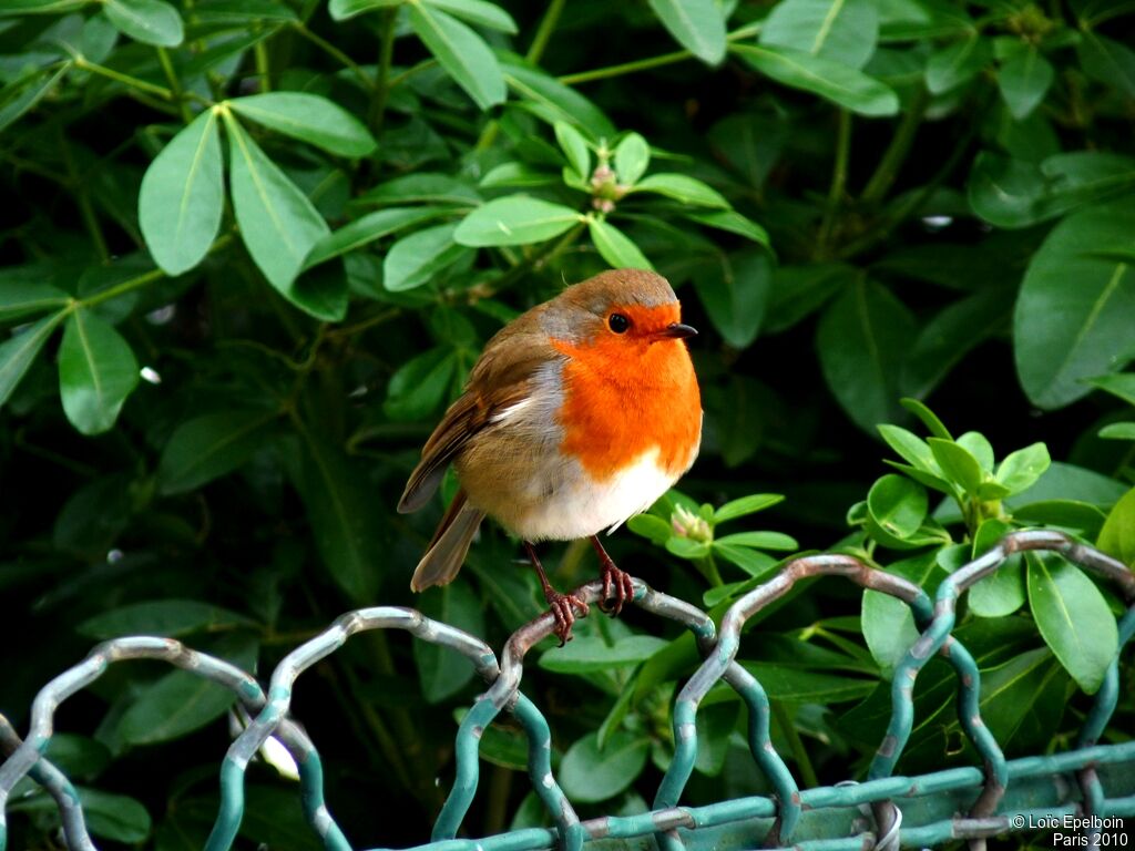 European Robin