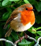 European Robin