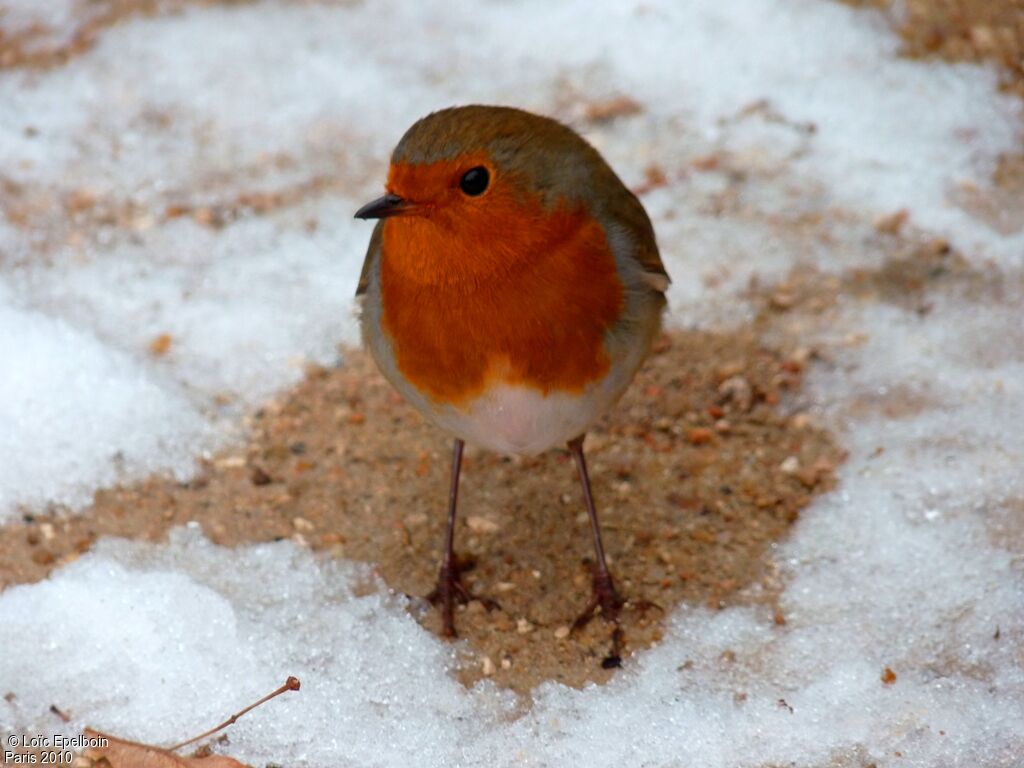 European Robin