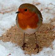 European Robin