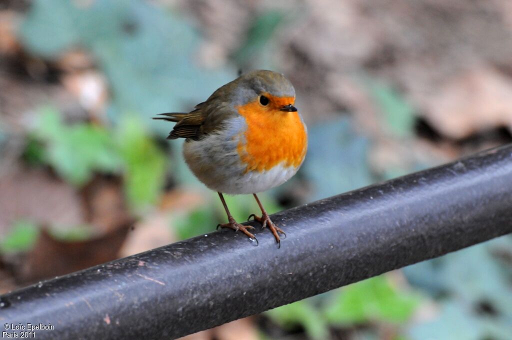 European Robin