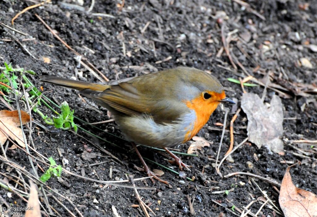 European Robin