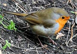 European Robin