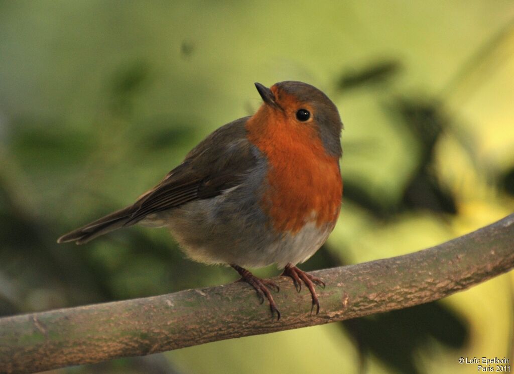 European Robin