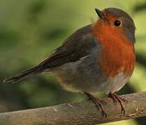 European Robin