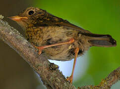 European Robin