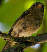 European Robin