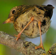 European Robin