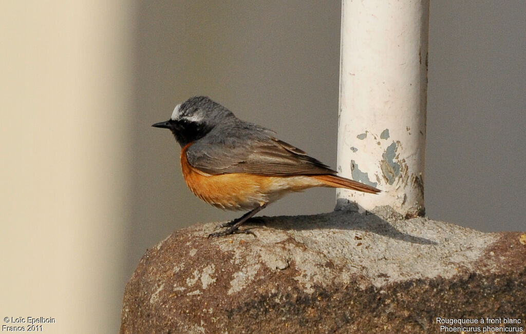 Common Redstart