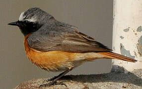 Common Redstart