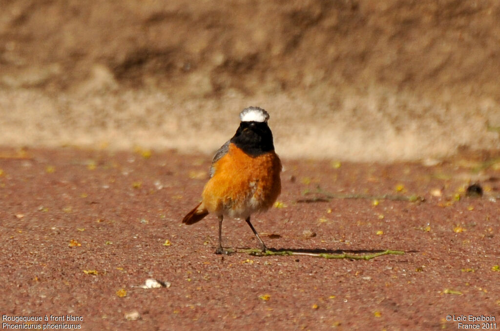 Common Redstart