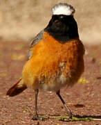 Common Redstart