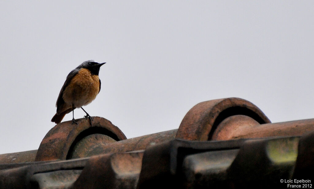 Common Redstart