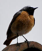 Common Redstart