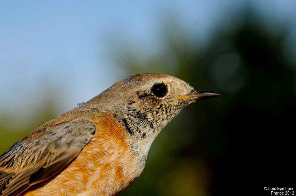 Common Redstart