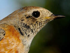 Common Redstart