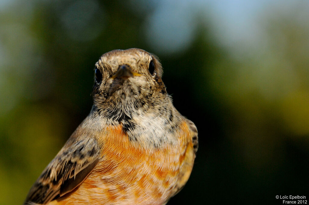 Common Redstart