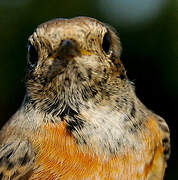 Common Redstart