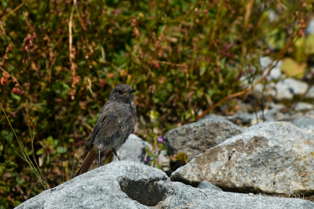 Black Redstart