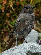 Black Redstart