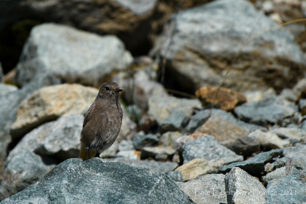 Black Redstart