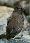 Black Redstart