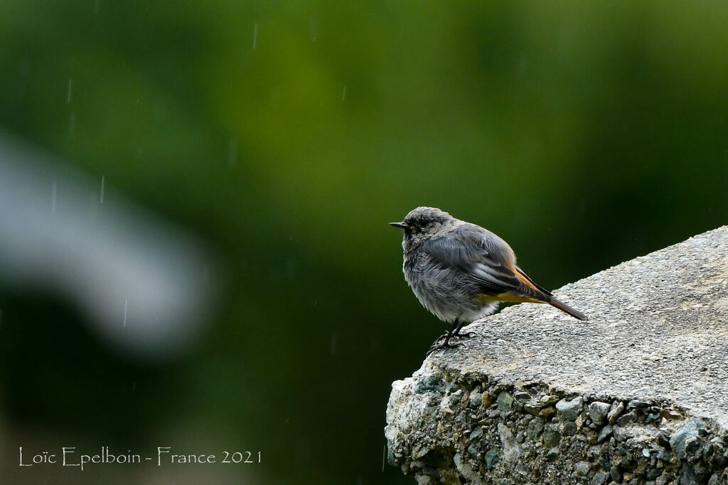 Black Redstart