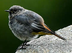 Black Redstart