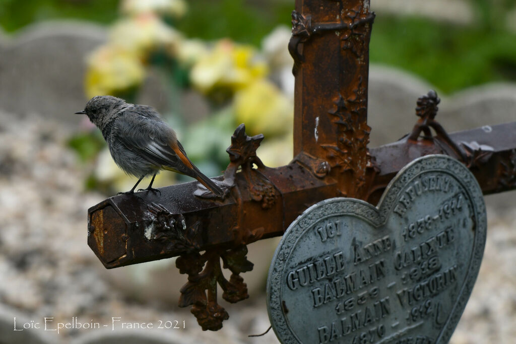 Black Redstart