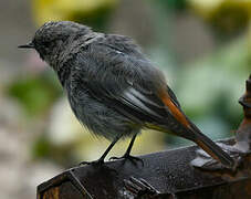 Black Redstart