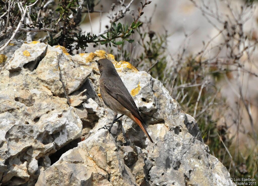 Black Redstart