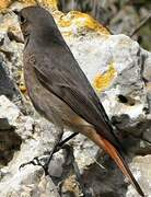 Black Redstart