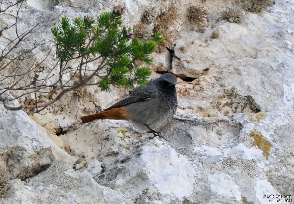 Black Redstart