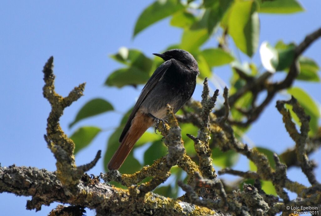 Black Redstart