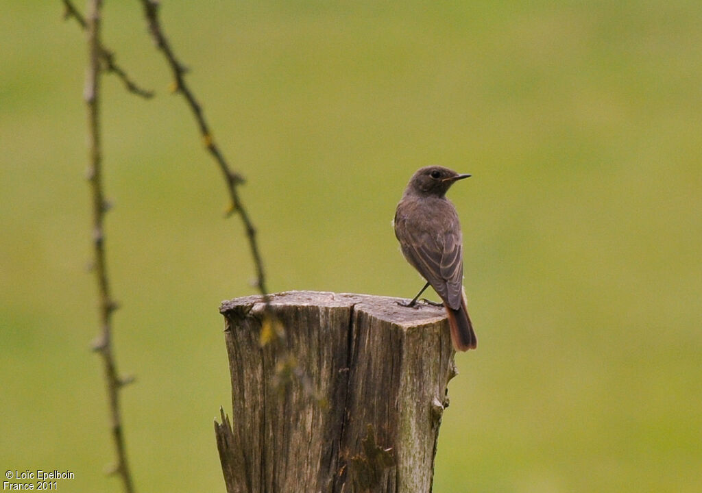 Black Redstart