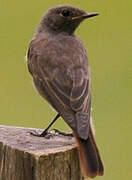 Black Redstart