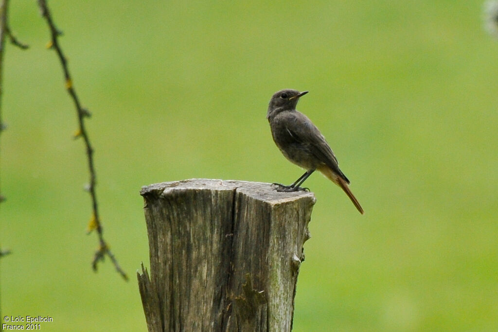 Black Redstart