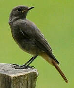 Black Redstart