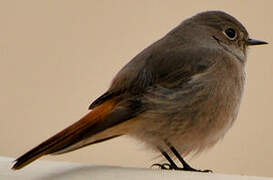 Black Redstart