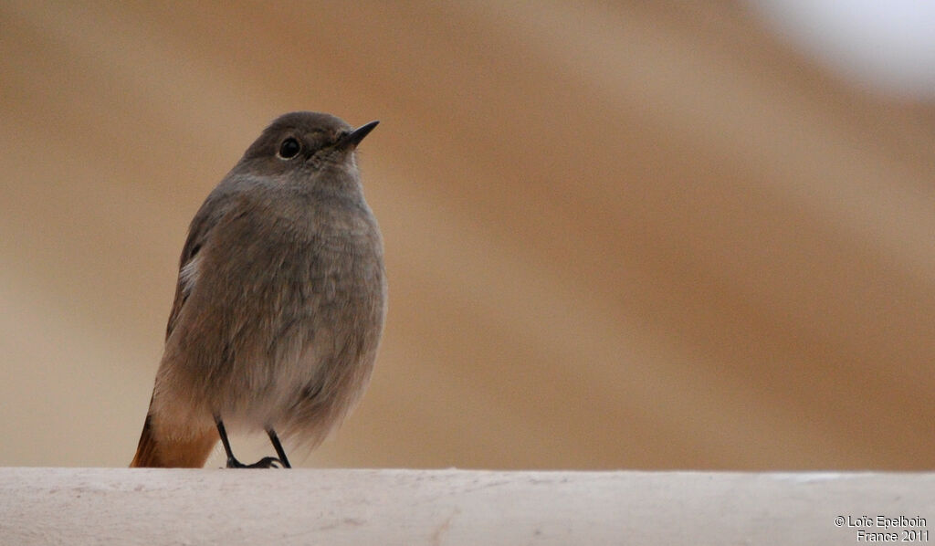 Black Redstart