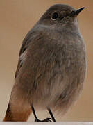 Black Redstart