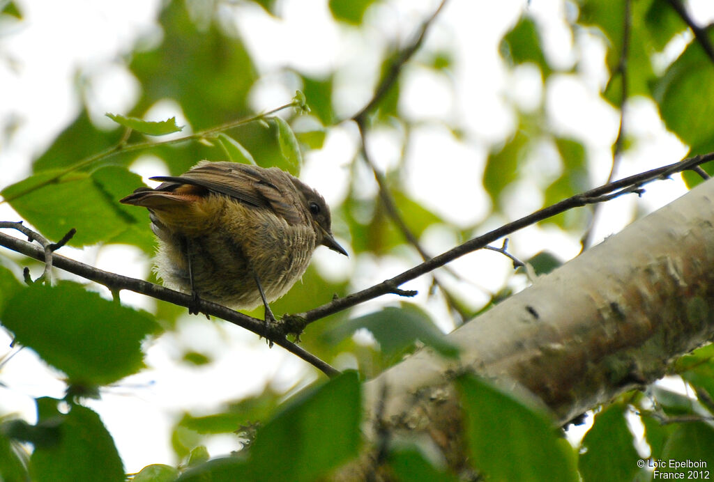 Black Redstart