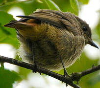 Black Redstart