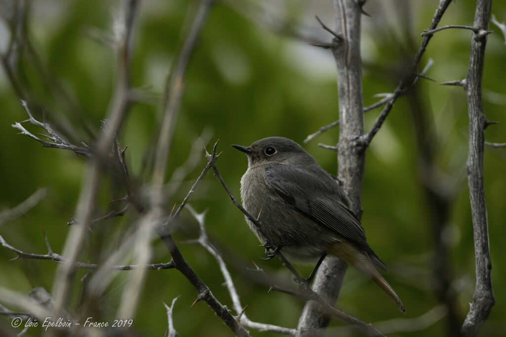 Black Redstart