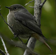 Black Redstart