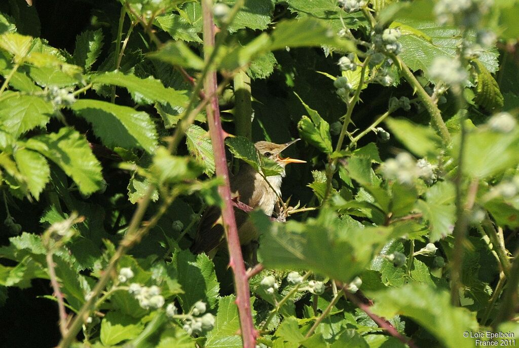 Eurasian Reed Warbler