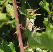 Eurasian Reed Warbler