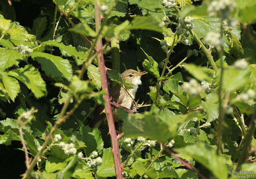 Common Reed Warbler